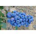 IQF Freezing Organic Blueberry Zl-100065